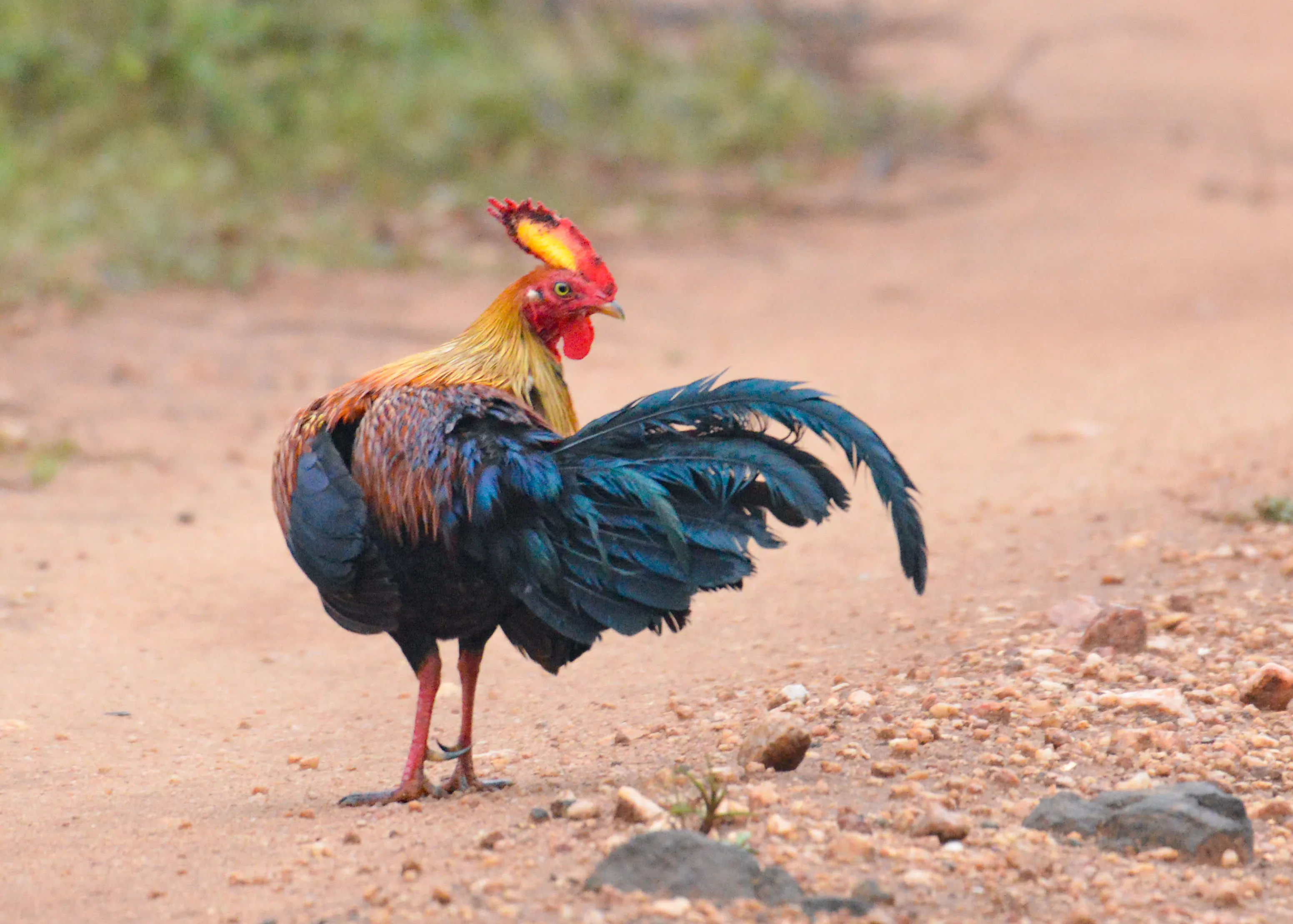 Male Sri Lankan junglefowl, national bird of Sri Lanka